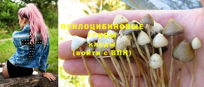 Галлюциногенные грибы Magic Shrooms  купить   Игарка 